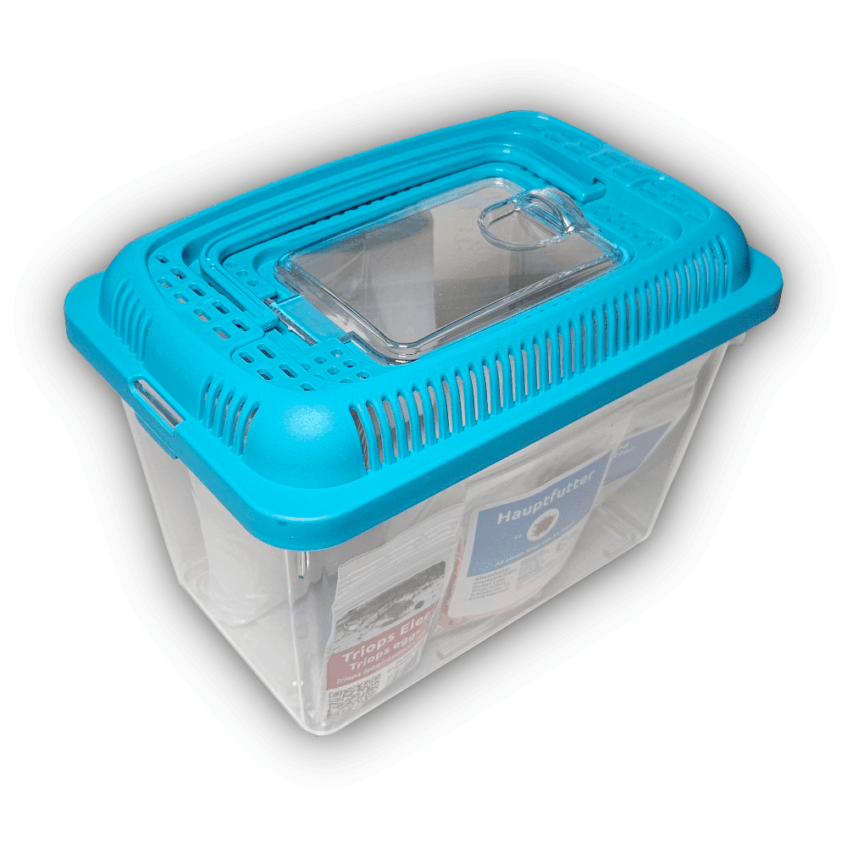 Triops Longicaudatus Red