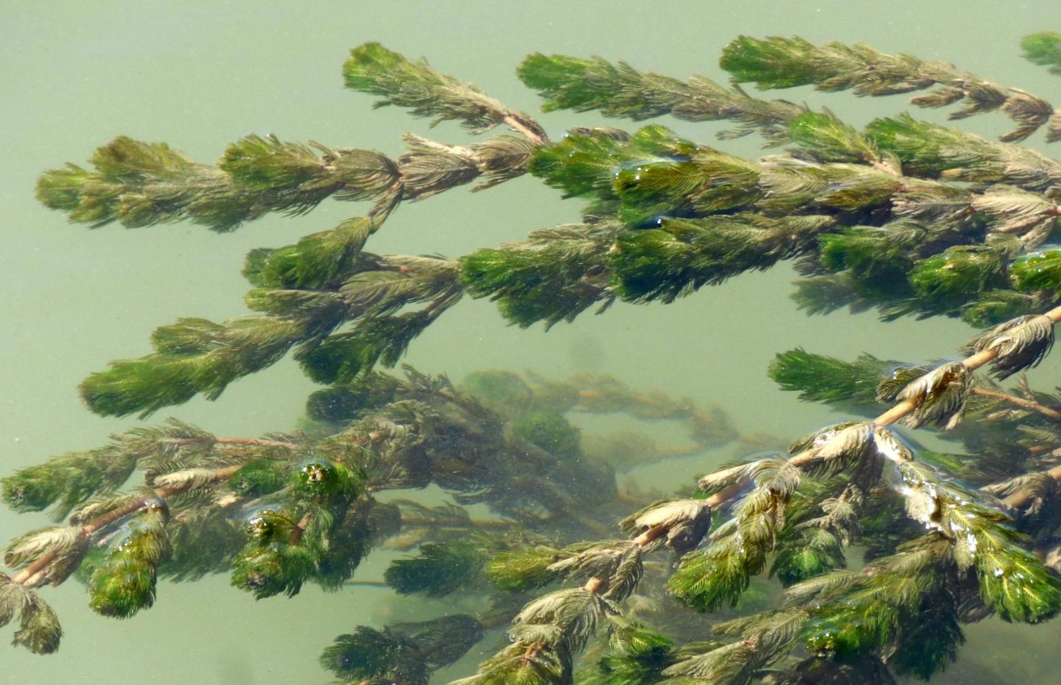 Trübes Wasser im Aquarium Triops Galaxy