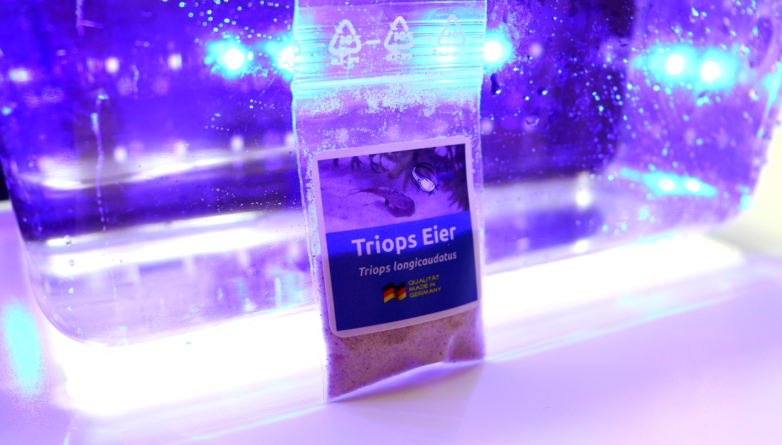 Breeding approach Triops longicaudatus – Triops-Aquaristik