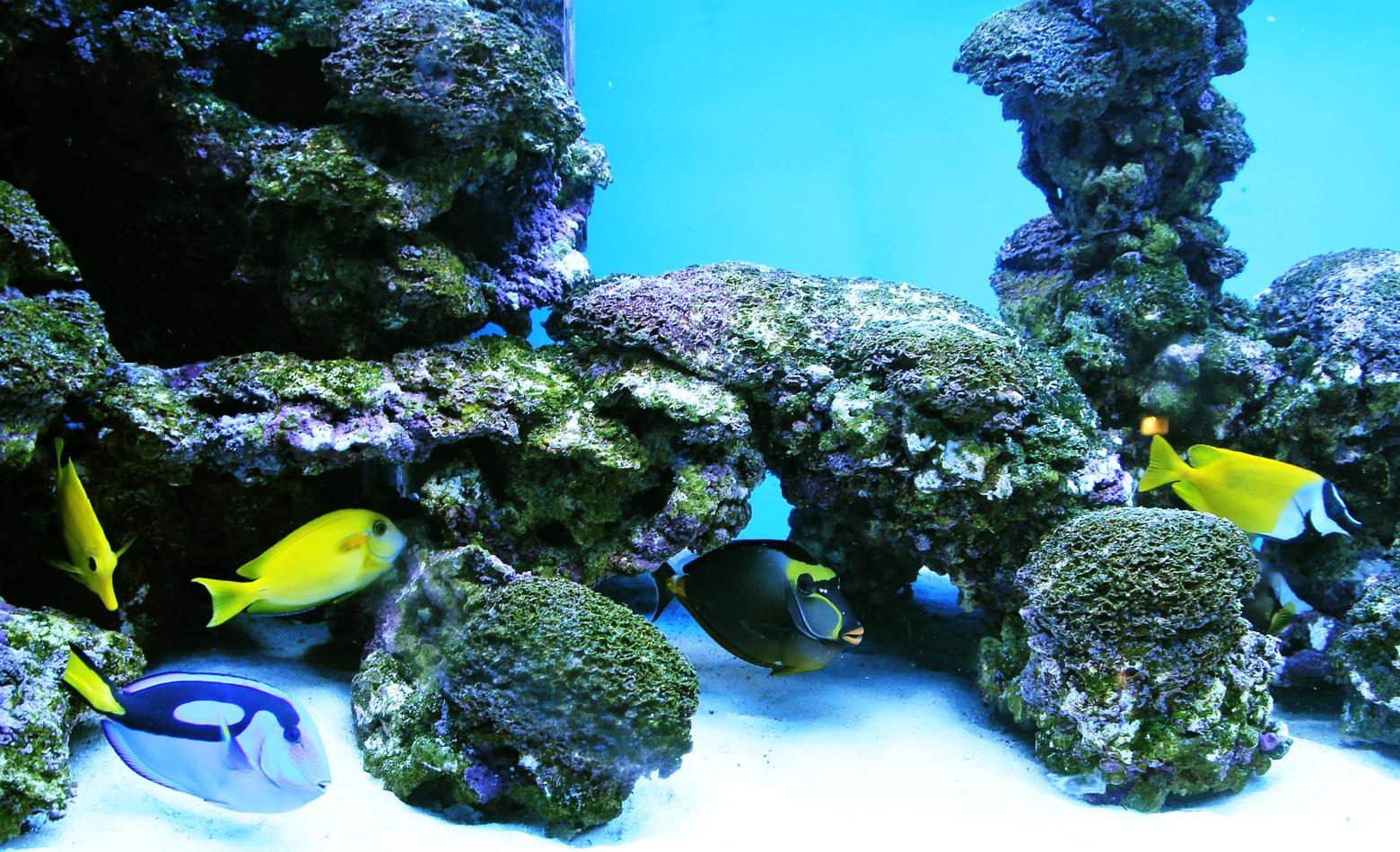 10 Stücke Terminalia Blatt Aquarium Reinigung Reiniger Reduzieren