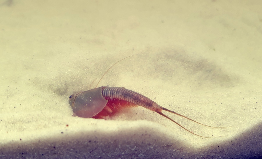 Triops cancriformis : grand triops