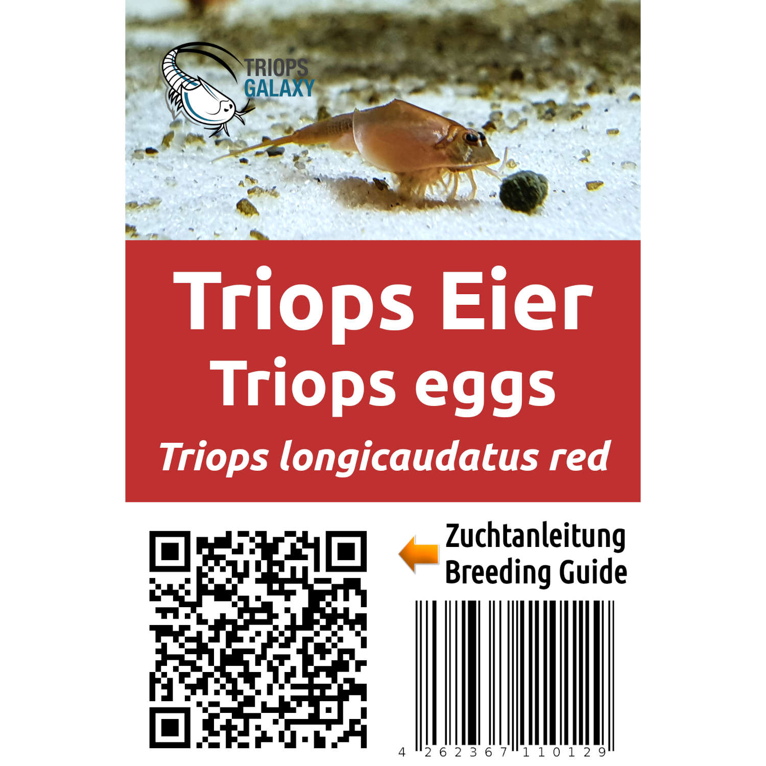 Triops longicaudatus Red - Triops eggs, egg-sand mixture - Image 3