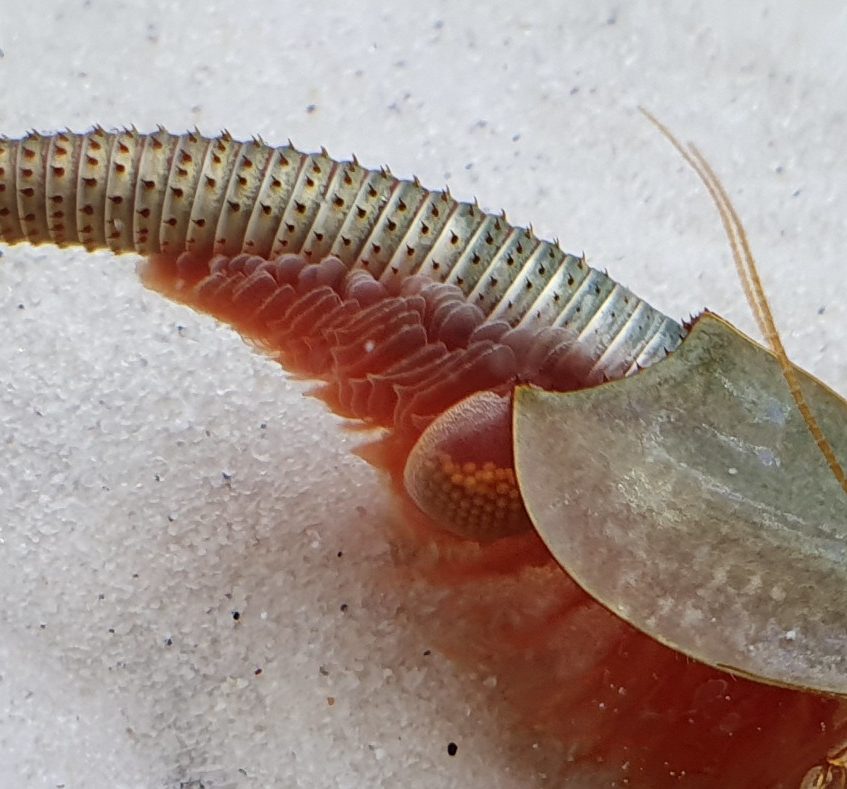 Triops longicaudatus – Triops-Set mini - Eier einzeln abgezählt