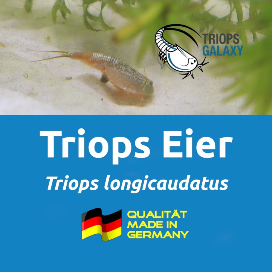 🏅 Triops longicaudatus – Urzeitkrebse-Eier, Eier-Sand-Gemisch 🦐 – Bild 4