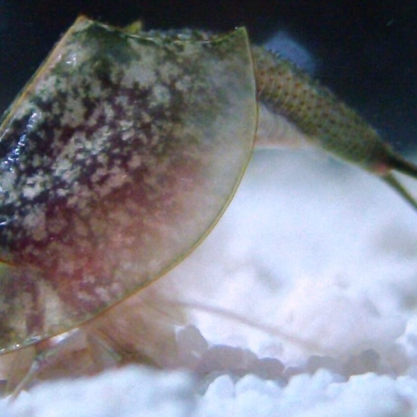 Triops longicaudatus - Starter pack - Eggs counted individually