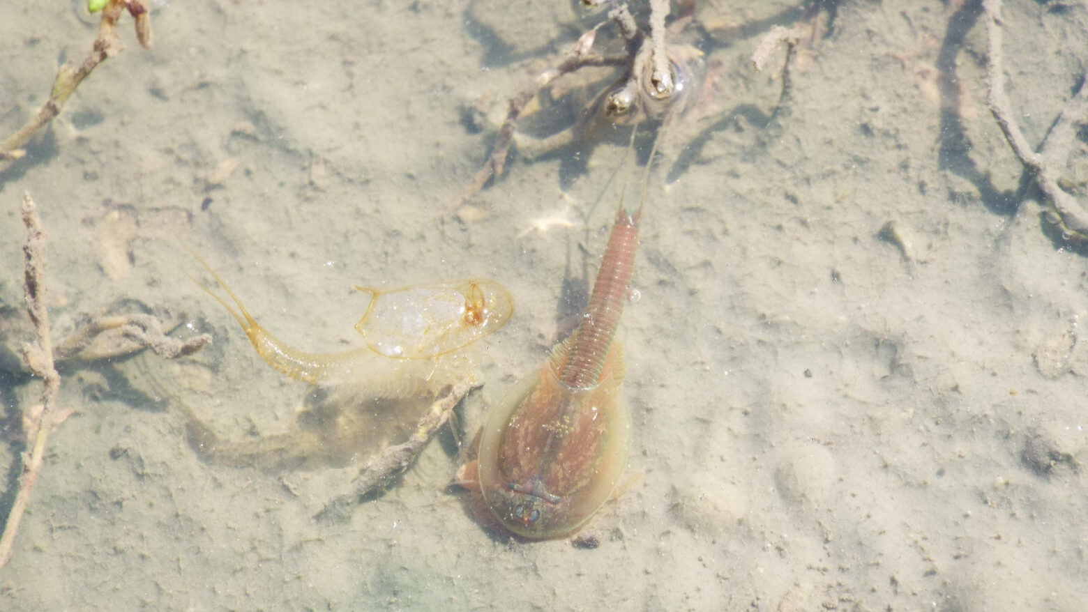 Triops : les animaux préhistoriques