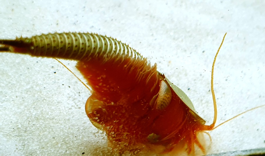 Do you know the correct writing of the name Triops? - Triops Galaxy